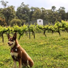 Hainault Vineyard – Perth Hills